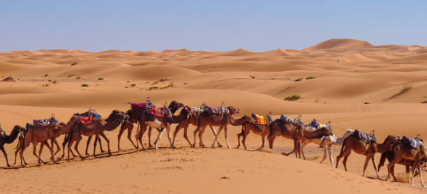 istock Camel caravan in the Sahara desert in Morocco 1475556888