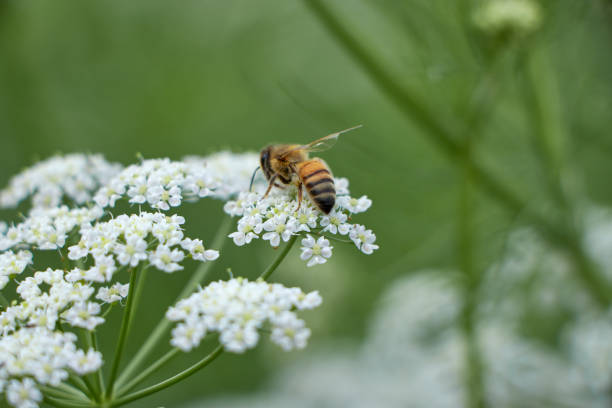istock honey bee on caraway white flower 1475558896