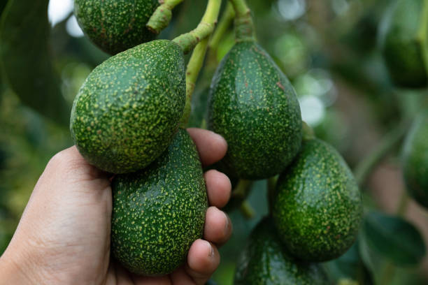 istock Peterson avocado fruit on a two-month-old plant 1475561035