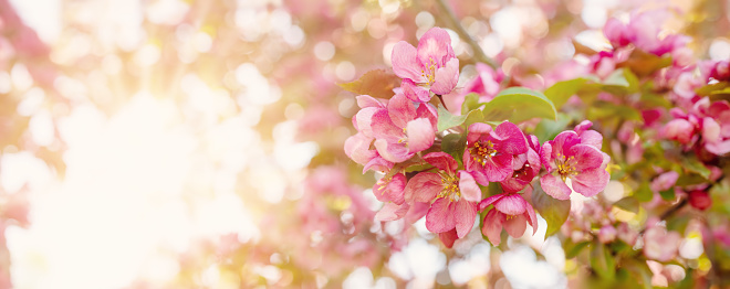 Closeup view of the cherry branches with blooming pink flowers and young green foliage. Spring background.