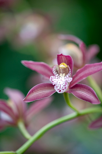 Close up of a Cymbidium Princess Charlotte orchid. Shallow depth of field.