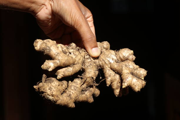istock Fresh ginger harvested from ginger fields held in hand on a natural light with black background 1475561843