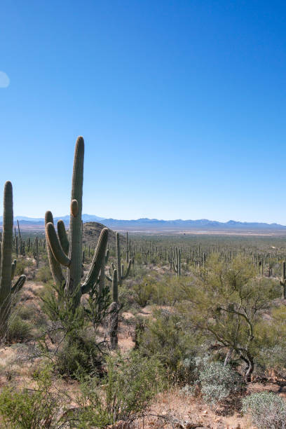 istock Hiking at Saguaro National Park (Arizona) 1475561992