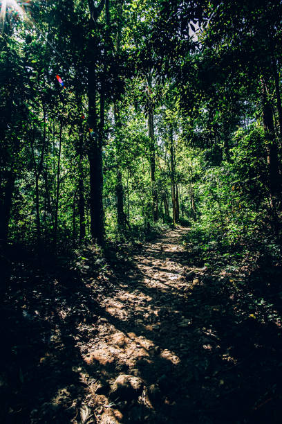 istock Forest trail scene. in deep woodland . 1475564965