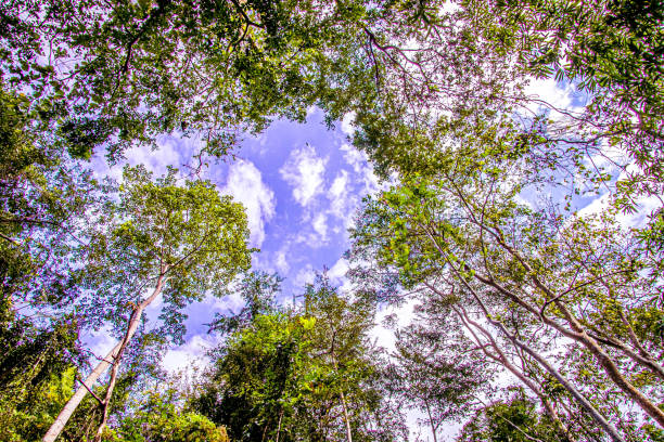 istock Trees Forest from below, Early Spring, fresh green leaves 1475564976