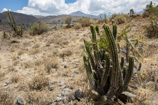 Cabanaconde, Colca Valley, area around Cabanaconde, covered with cacti