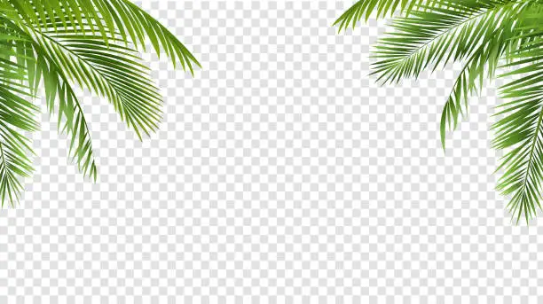 Vector illustration of Green Palm Leaf Border Isolated And Transparent Background
