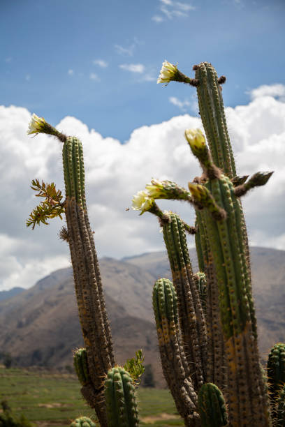istock Cabanaconde, Colca Valley 1475565401