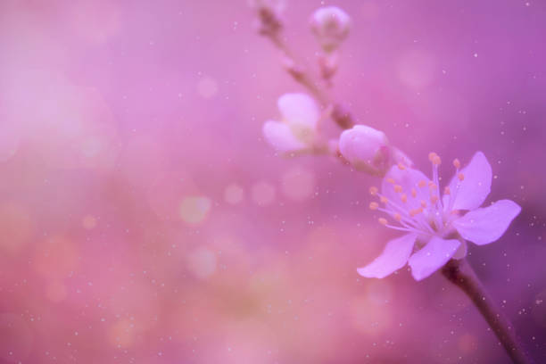 Sunny floral spring background. Spring flowers on a blurry pink background with bokeh. Spring sun.