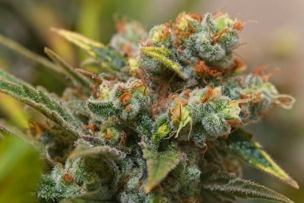 istock Growing cannabis plant bud 1475567251