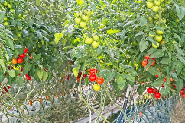 istock Industrial greenhouse tomatoes growing 1475567442
