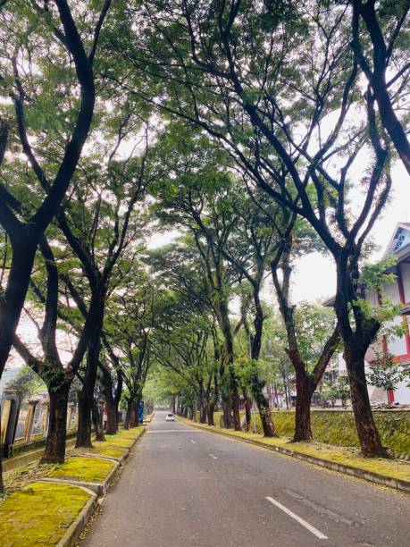 istock Long road with trees and cool ambiance 1475567566