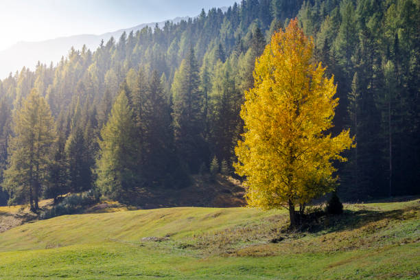 alpine landschaft in st. moritz, engadin, graubünden, schweizer alpen im herbst, schweiz - engadine alps landscape autumn european alps stock-fotos und bilder