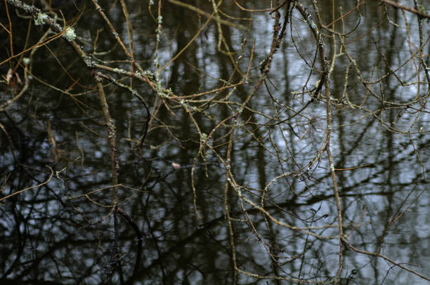 istock Reflection of tree branches in the water. 1475568169