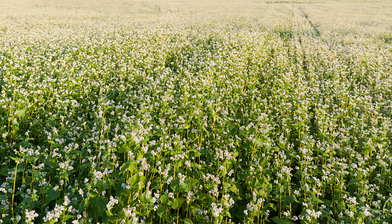 blooming buckwheat field, agrarian illustration of flowering period