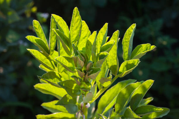 istock fresh green leaves of beans, bright, illuminated by the sun's rays 1475568512
