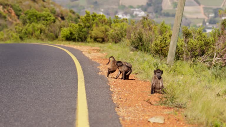 Young Baboons Play Fighting By The Roadside