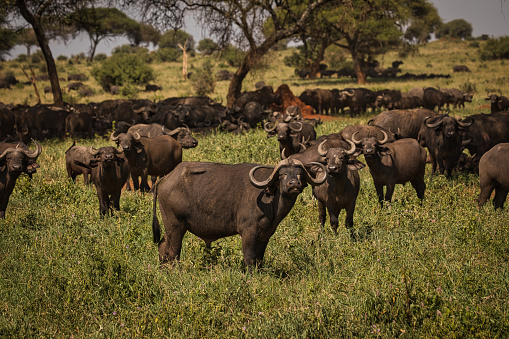 Herd of African buffaloes in the bush in the Kruger National Park in South Africa