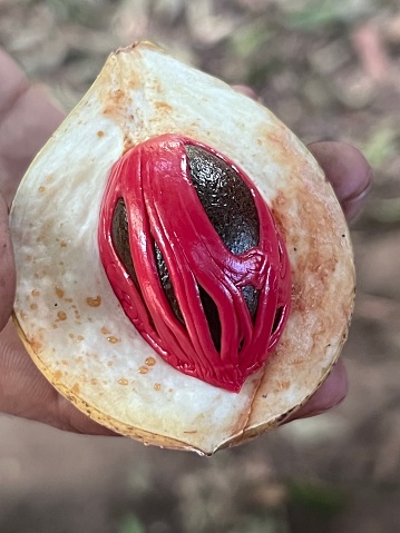 Nutmeg with mace still in its outer shell