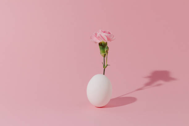 istock White egg with pink flower on pink background. Minimal easter concept. 1475574860