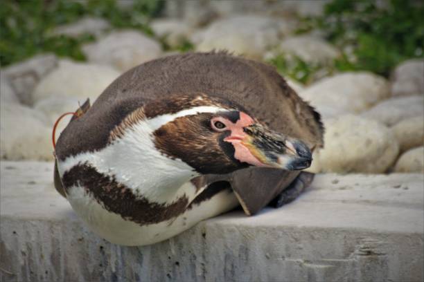 pinguino di humboldt - south china sea foto e immagini stock