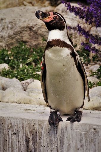 A Humboldt penguin (Spheniscus humboldti) standing next to a Lavender plant