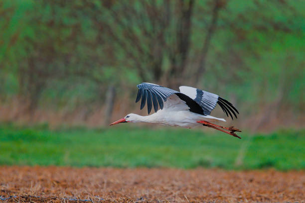 istock a beautiful stork starts to fly over the fields 1475575173