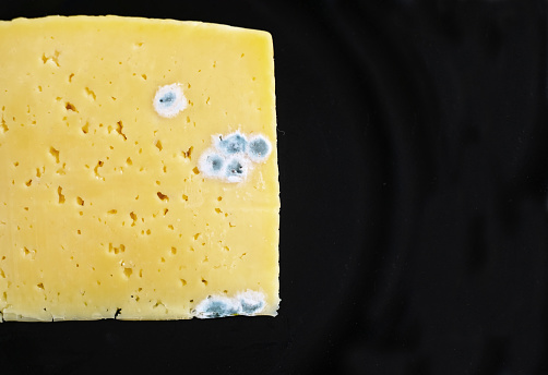 Spoiled cheese covered with mold on a black background. Close-up. Improper storage, expired product