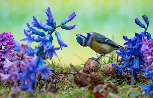 Bluetit in spring,Springflowers,Eifel,Germany.\nPlease see more similar pictures of my Portfolio.\nThank you!
