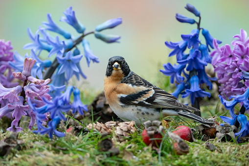 Brambling in spring,Springflowers,Eifel,Germany.
Please see more similar pictures of my Portfolio.
Thank you!
