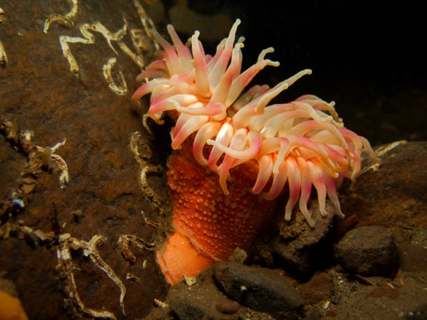 istock Urticina eques from Oslo fjord 1475581730