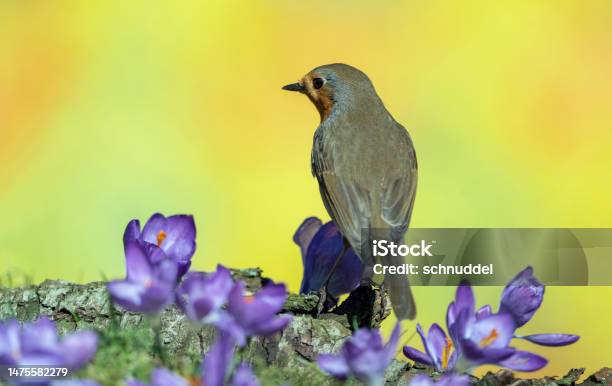 Robin In Spring Stock Photo - Download Image Now - Animal, Animal Wildlife, Beak