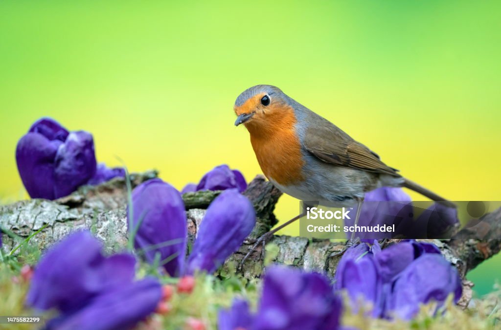Robin in spring Robin in spring,Springflowers,Eifel,Germany.
Please see more similar pictures of my Portfolio.
Thank you! Animal Stock Photo