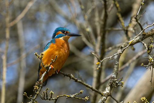Male common kingfisher (Alcedo atthis) perching on a thorn bush.