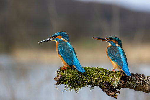 Pair of common kingfisher (Alcedo atthis) perching on a branch covered with moss.
