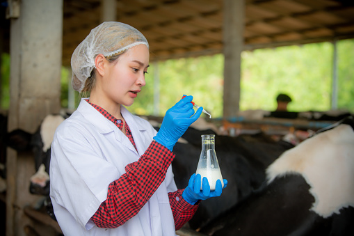 Woman Asian agronomist or animal doctor collecting milk sample at dairy farm