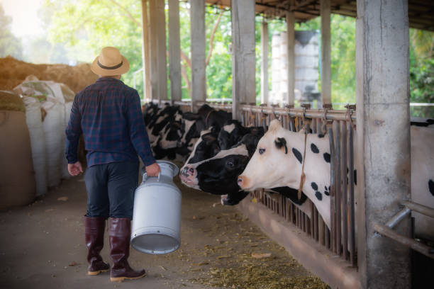 istock Farmer carrying kettle full of milk 1475584815