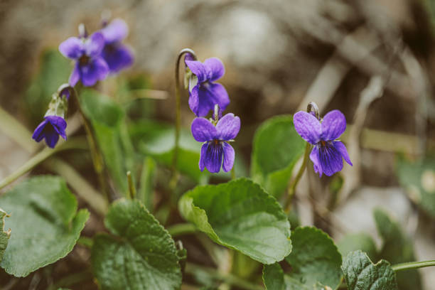 Viola reichenbachiana stock photo