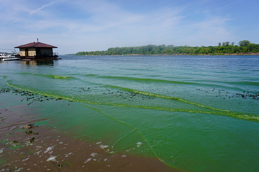 background photo of algae and aquatic plants seen in clear water. The colored shapes formed in the water are viewed from the upper angle. Shot with a full-frame camera in daylight.