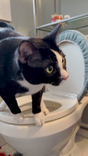 Tuxedo Cat Jumps off of a Toilet