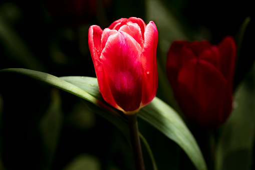 Moody tulip dark flowerbed background. Mystical red tulip on black flowerbed background.