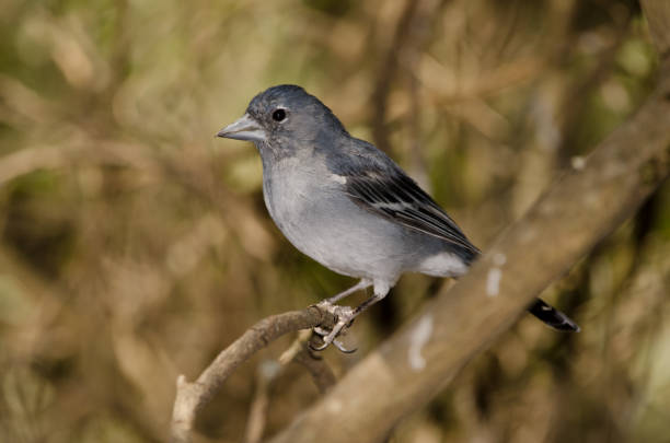 istock Gran Canaria blue chaffinch. 1475588822