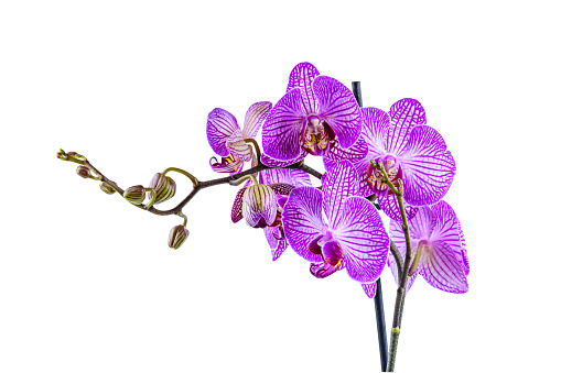 Orchid flower isolated on a white background