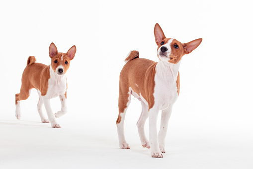 Basenji dog on white background