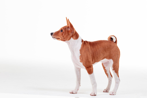 Basenji dog on white background