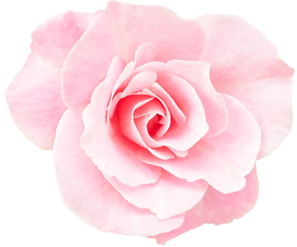 istock Sweet pink Rose isolated on white background. 1475589804