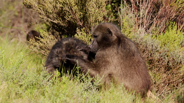 A Baboon Grooming For Parasites