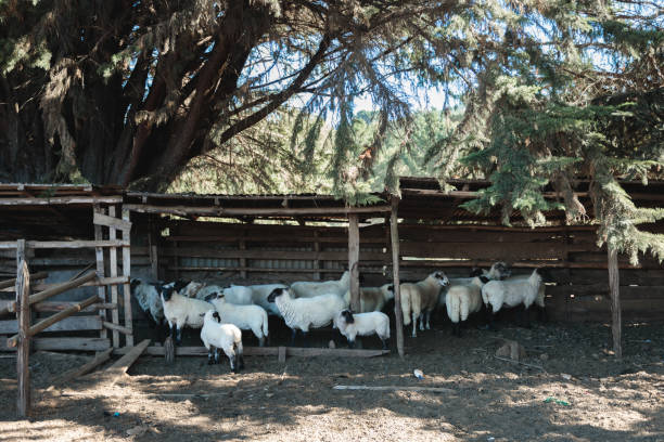 Wide shot of a flock of sheep and lambs in a pen, before one of them gets caught and butchered. Chilean countryside traditions.