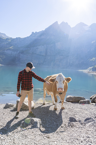Happy friendship,  cattle cow beside him\nBern canton, Switzerland