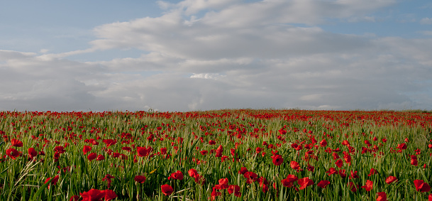 Panoramic spring image of red poppy anemones on a wheat. Springtime tranquility in nature.